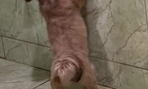 Shih Tzu Has a Funny Way of Peeing
