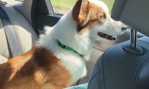 Corgi Road Trip
