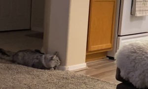 This Is What Its Like Having Two Cats