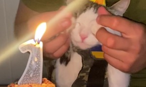 Combat Kitty's First Birthday