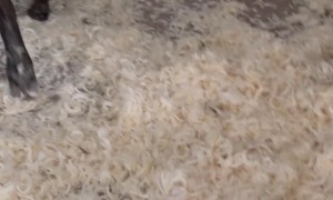 Dogs Demonstrate Just How Many Feathers are in a King Size Pillow