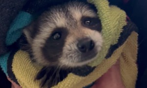 Baby Raccoon's First Bath