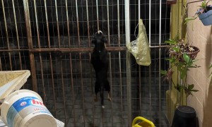 Clever Dog Climbs Over Fence