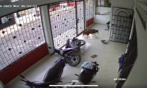 Cat Topples Motorbike Onto Dog