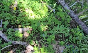 Surprise Proposal In The Forest
