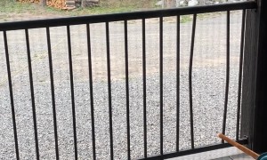 Spooked Black Bear Breaks Through Porch Railing