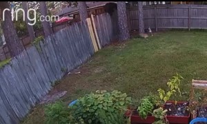 Black Bear Balances on Backyard Fence