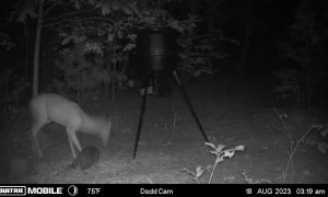 Raccoon Startles Deer in Late-Night Encounter