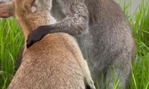 Wallabies Hug And Play