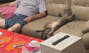 Cat Hangs Out Belly-Up With Grandpa