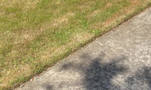 The Neighborhood Watch