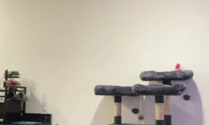 Guess Who Needs a New Pole