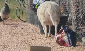 Coming Home to Find Your Sheep Being a Menace