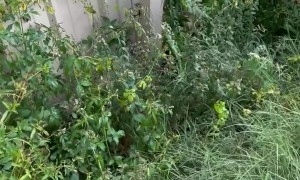 Man Rescues Crying Kitten After Rainstorm