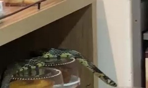 Video shows snake 'on the loose' at  the pastry section