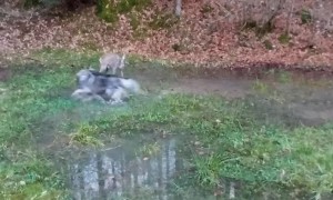 A Dog And A Deer Become Friends