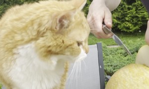 Curious Cat Eats a Melon