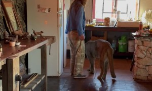 Blind Puma Rescued To Be A Housecat