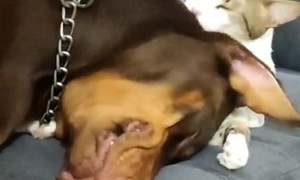 Cat Grooms Doberman Pinscher