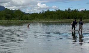 Bear Swims Near People Fishing