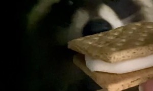 Rickles the Raccoon Ready for His First S’more