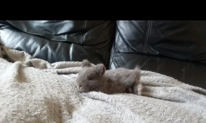 Teddy Takes a Tumble