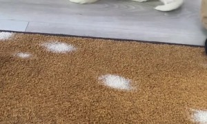 Piglet Squeezes Into Pile of Golden Pups