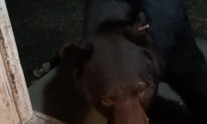 Black Bear Sits On Command