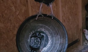 Turkey Takes a Ride on Fan