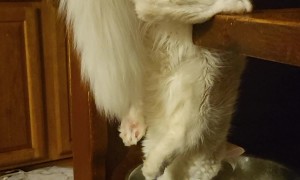 Cat Drinks Water the Hard Way