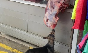 Dog Steals A Bite Of Butchered Meat