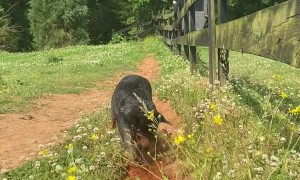 Farm Dog Digs A Water Trough