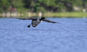 Loon landing
