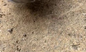 Collecting Iron Dust With a Magnet