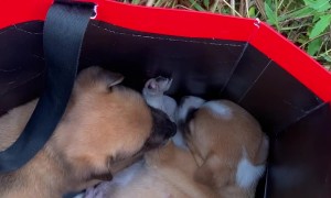 Abandoned Puppies Found and Adopted