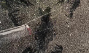 Evidence of an Unfortunate Visitor