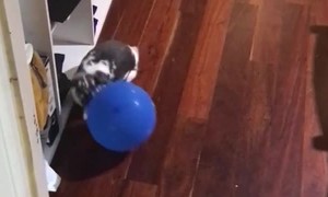 Bunny Enjoys Chasing Balloons Around the House.