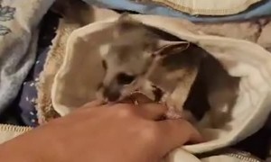 Delilah The Baby Brushtail