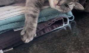 Cat Lounges In Freshly Laundered Linens