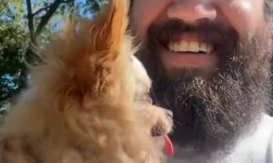 Worker Adopts Abandoned Senior Chihuahua