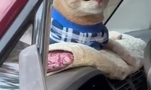 The Most Interesting Cat In The World