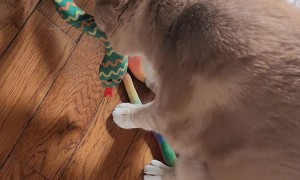 Archie and His Catnip Snakes