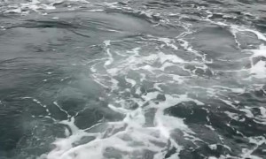 Big Tuna Takes A Bite