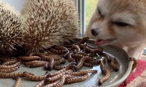 Fox and Hedgehogs Eat Worms