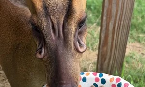 Biscuit the 'Alien' Deer Shows Off His Scent Glands