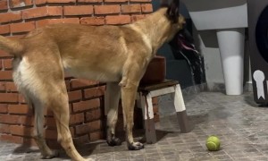 Malinois Makes A Watery Mess