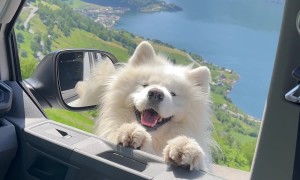 Samoyed Wiggles His Ears