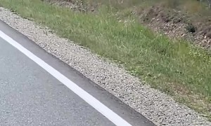 Mama Black Bear Escorts Cubs Across Road