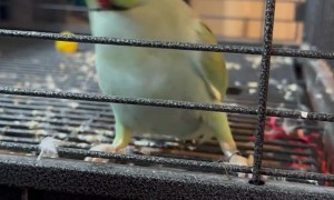 Parrot Dances During Cleaning Time