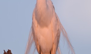 Great Egret Preens Her Feathers